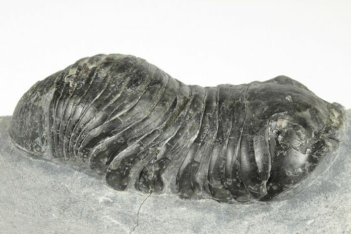 Bargain, Wenndorfia Trilobite - Bou Lachrhal, Morocco #204490